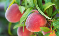 Vendita di ricambi per la frutticoltura