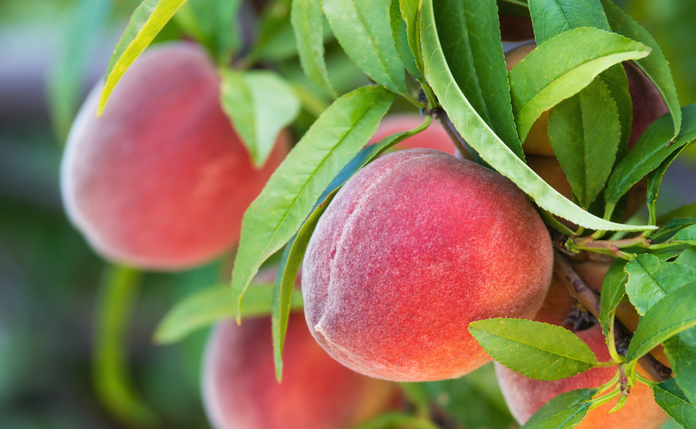 Vendita di ricambi per la frutticoltura
