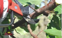 Ricambi per forbici pneumatiche da potatura | Lisam
